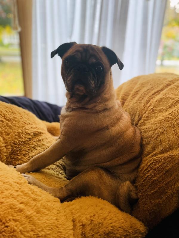 /images/uploads/pug nation rescue of los angeles/pugnation2024/entries/30772thumb.jpg